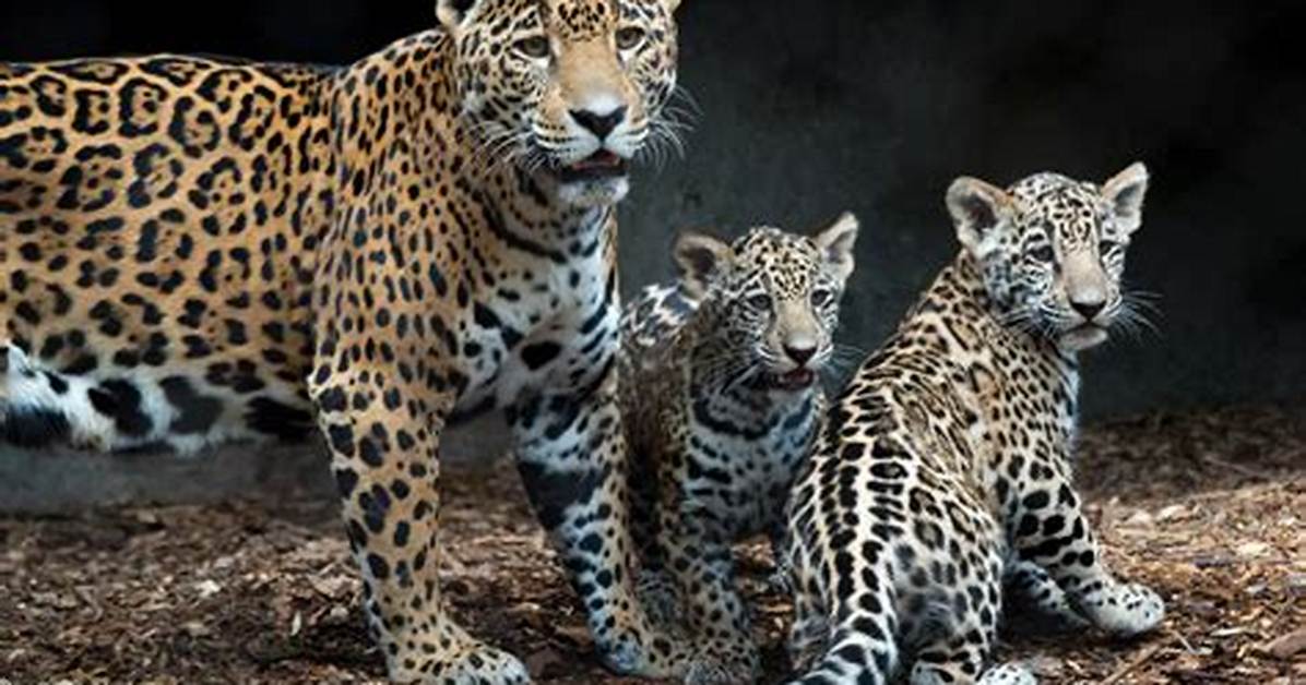 Twin Jaguar Cubs Born at Houston Zoo, Too Cute for Words!