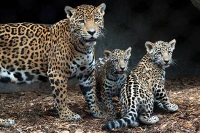 Twin Jaguar Cubs Born at Houston Zoo, Too Cute for Words!