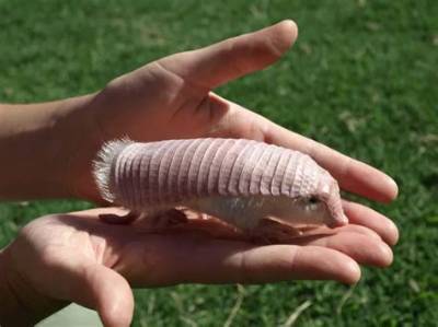 Weirdest Animals: Fairy Armadillo - Celebrity Pets