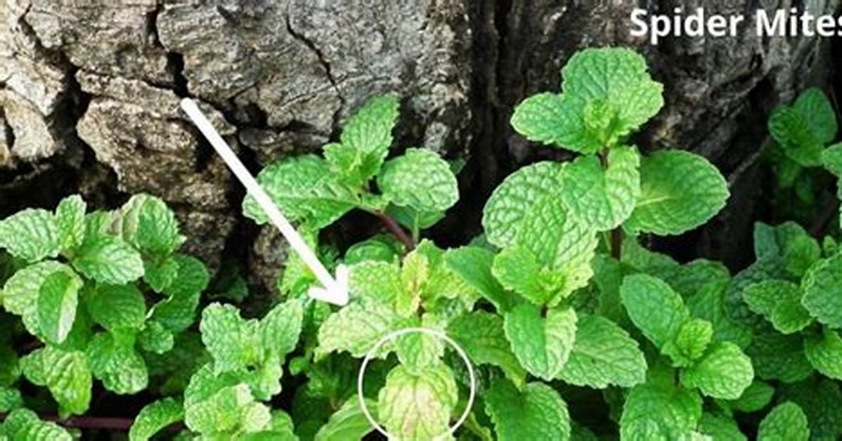 What Animal Eats Mint Plants?