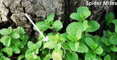 What Animal Eats Mint Plants?