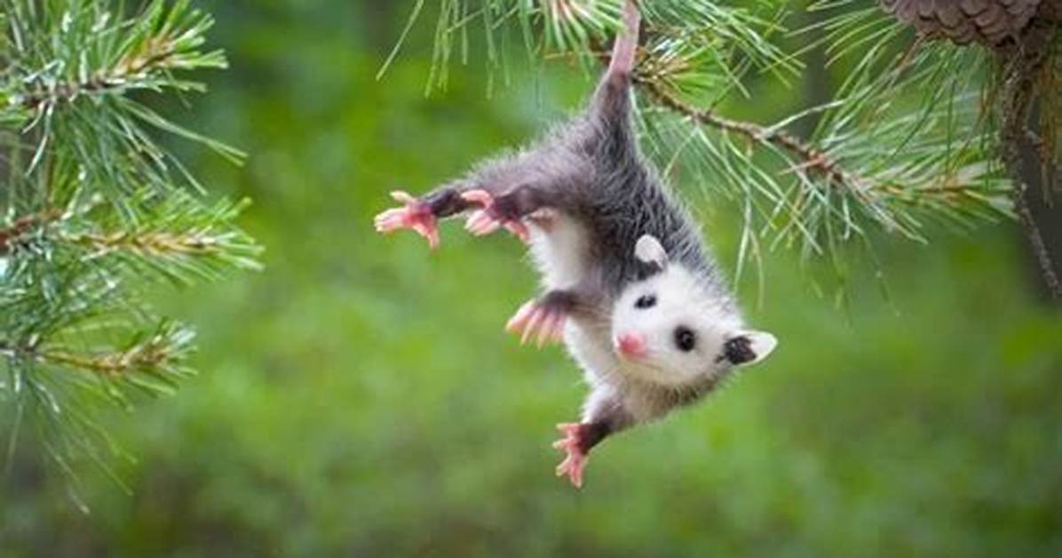 What Animal Eats the Most Ticks?