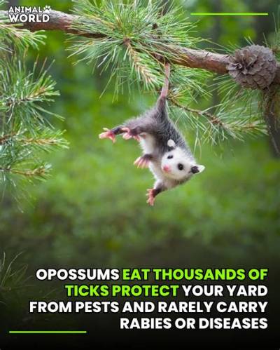 What Animal Eats the Most Ticks?