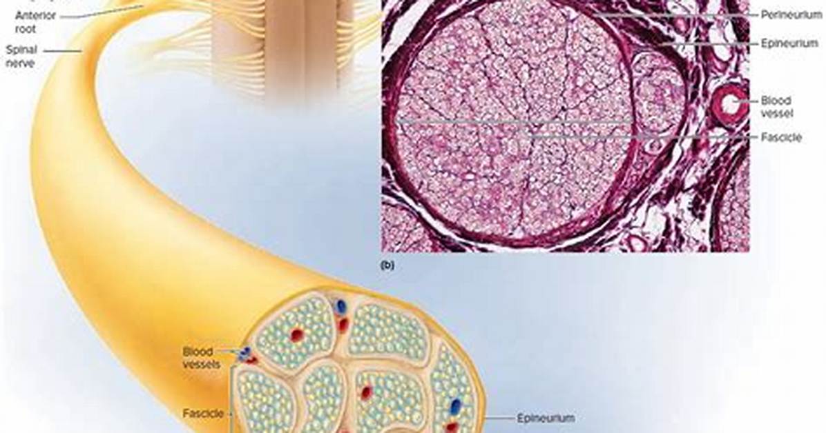 What Are Bundles of Nerve Fibers in the Cns Called?