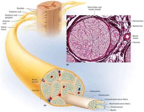 What Are Bundles of Nerve Fibers in the Cns Called?