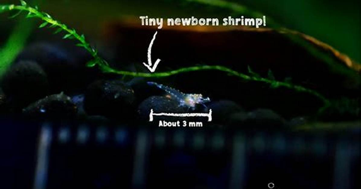 What Are Shrimp Babies Called?