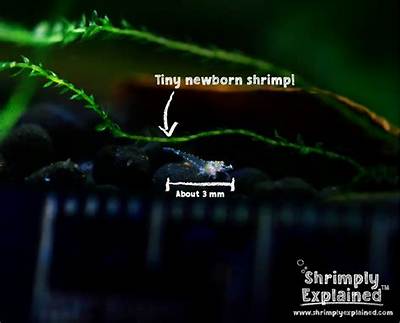 What Are Shrimp Babies Called?