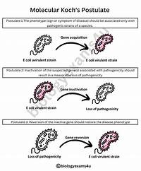 What Are the 4 Koch’s Postulates?