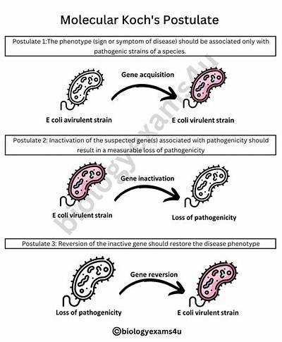 What Are the 4 Koch’s Postulates?