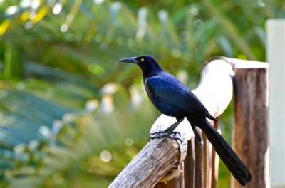 What Are the Black Birds in Cancun Called?