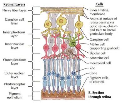 What Are the Layers of Retina?