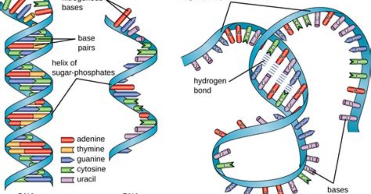 What Base Is Found in Rna and Not Dna?