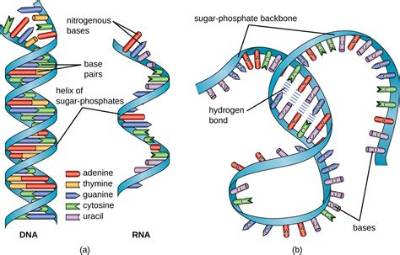 What Base Is Found in Rna and Not Dna?