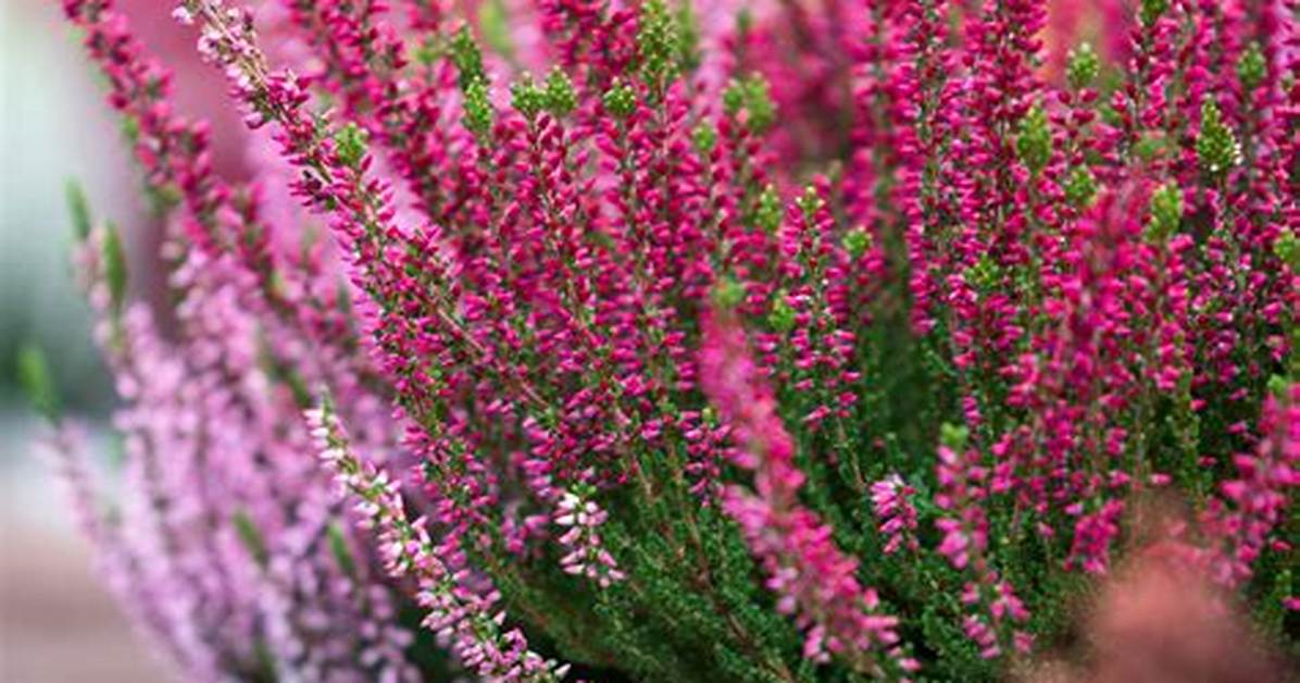What Can I Plant with Heather?