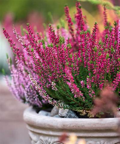 What Can I Plant with Heather?