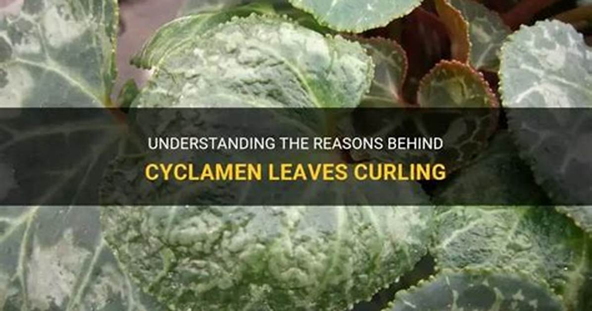 What Causes Cyclamen Leaves to Curl?