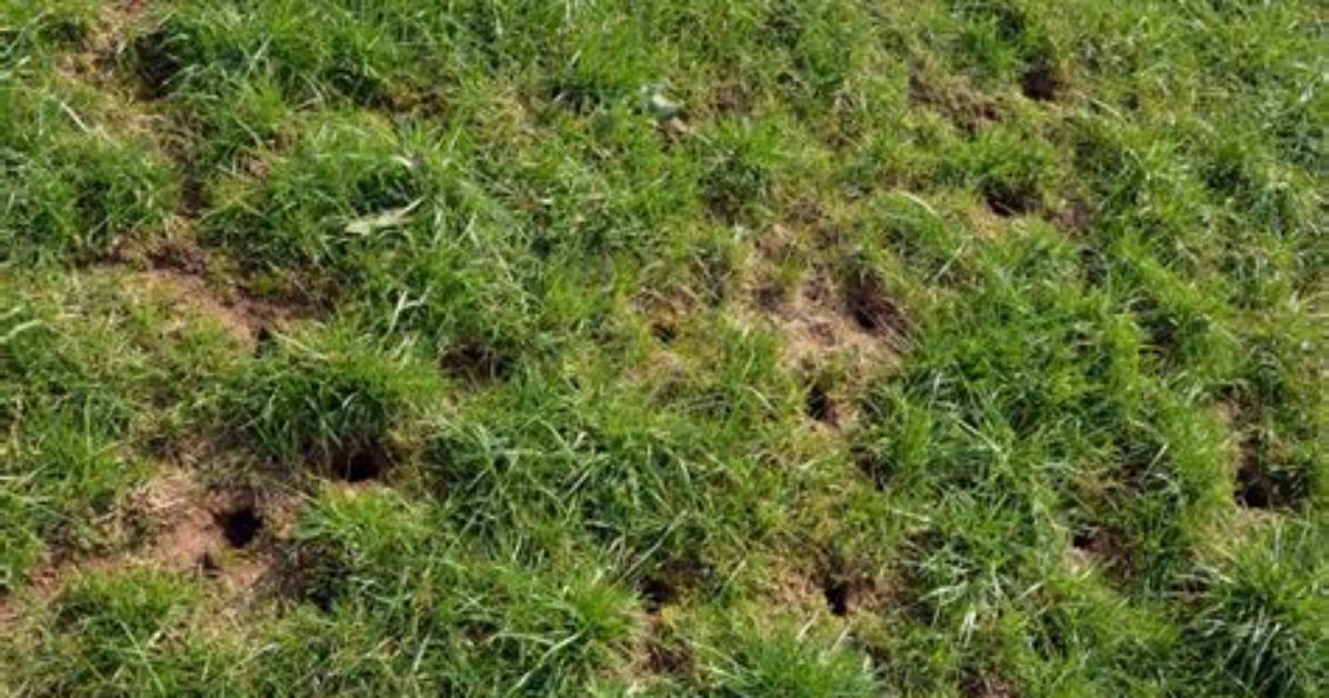 What Causes Small Round Holes in Yard?