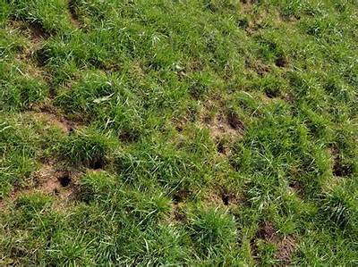 What Causes Small Round Holes in Yard?