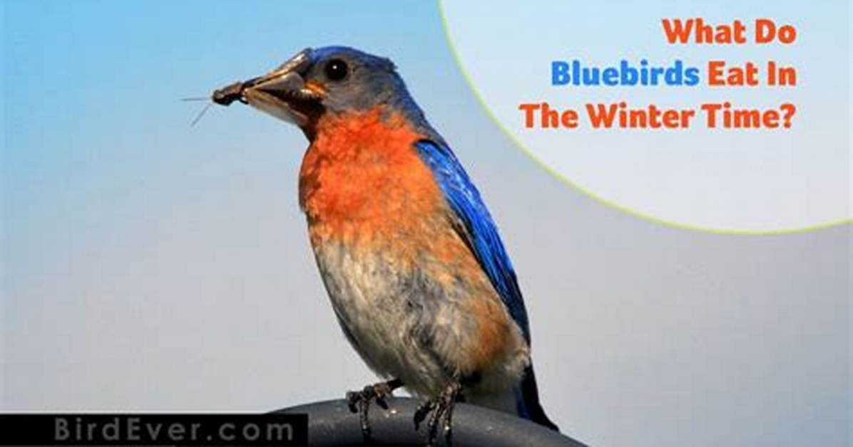 What Do Bluebirds Eat in the Winter Time?