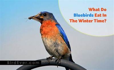 What Do Bluebirds Eat in the Winter Time?