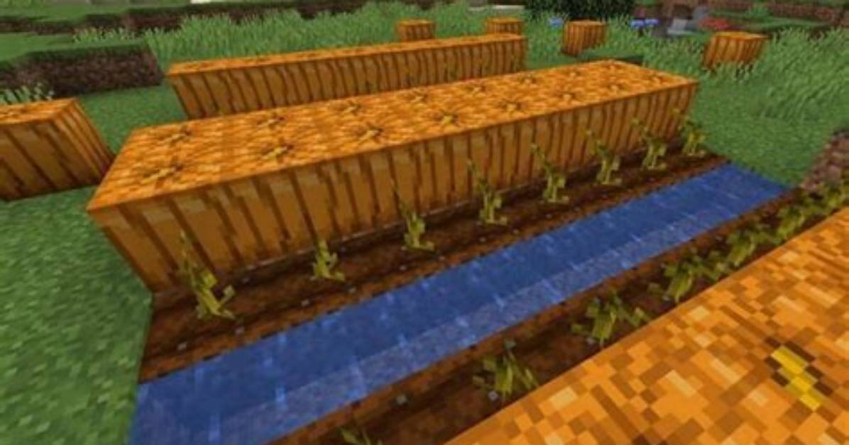 What Do Pumpkins Grow on Minecraft?