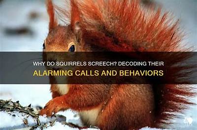 What Do Squirrel Calls Mean?