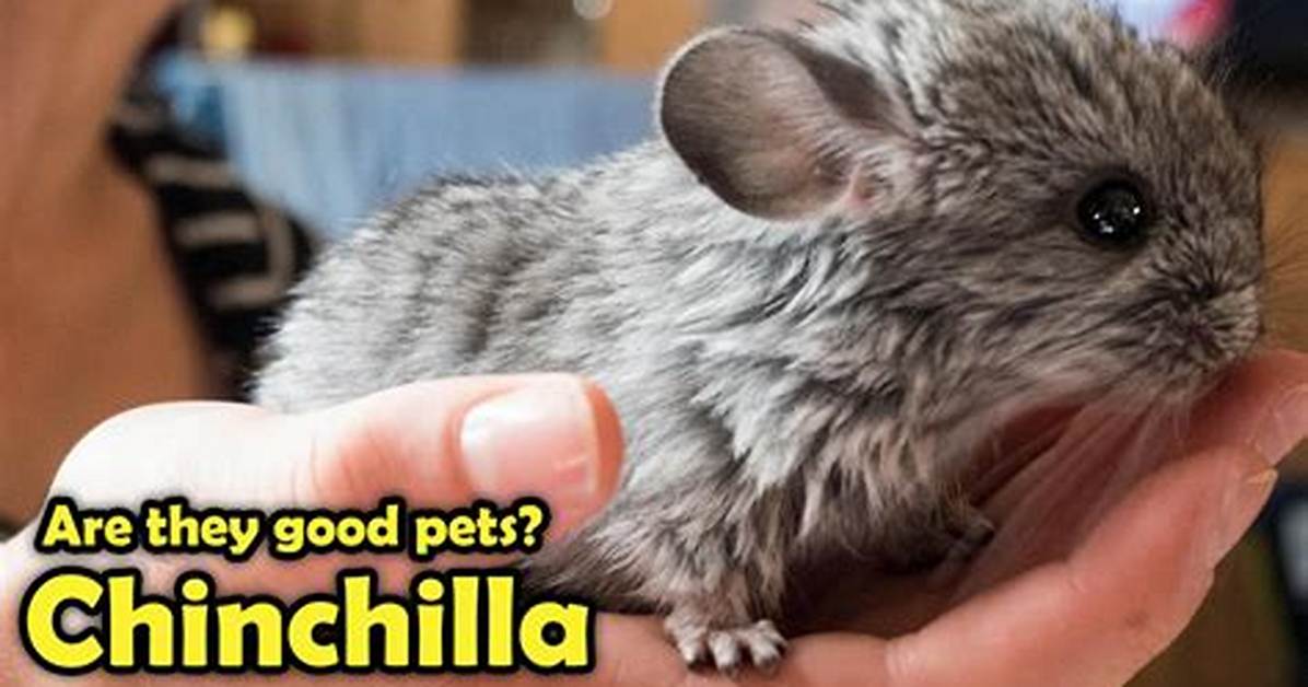 What Do You Call a Female Chinchilla?
