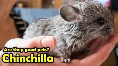 What Do You Call a Female Chinchilla?