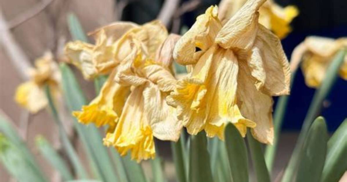 What Do You Do with Dead Daffodils?