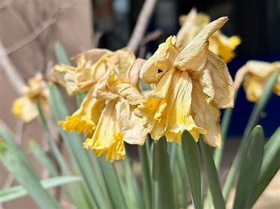 What Do You Do with Dead Daffodils?