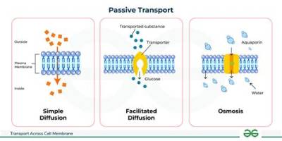 What Do You Mean by Mediated Transport?