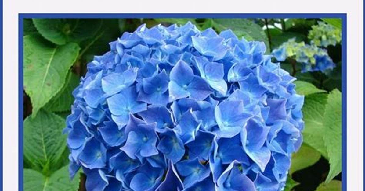 What Does a Hydrangea Symbolize?