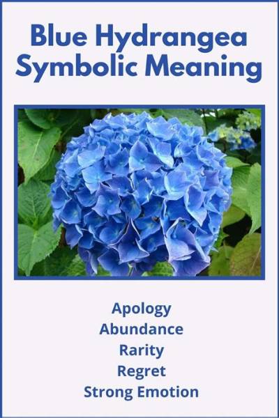 What Does a Hydrangea Symbolize?