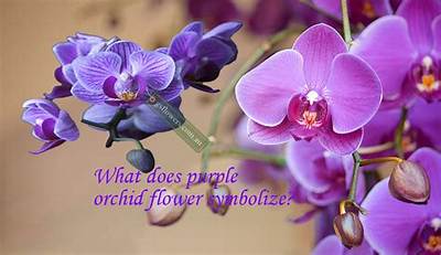 What Does a Purple Orchid Mean?