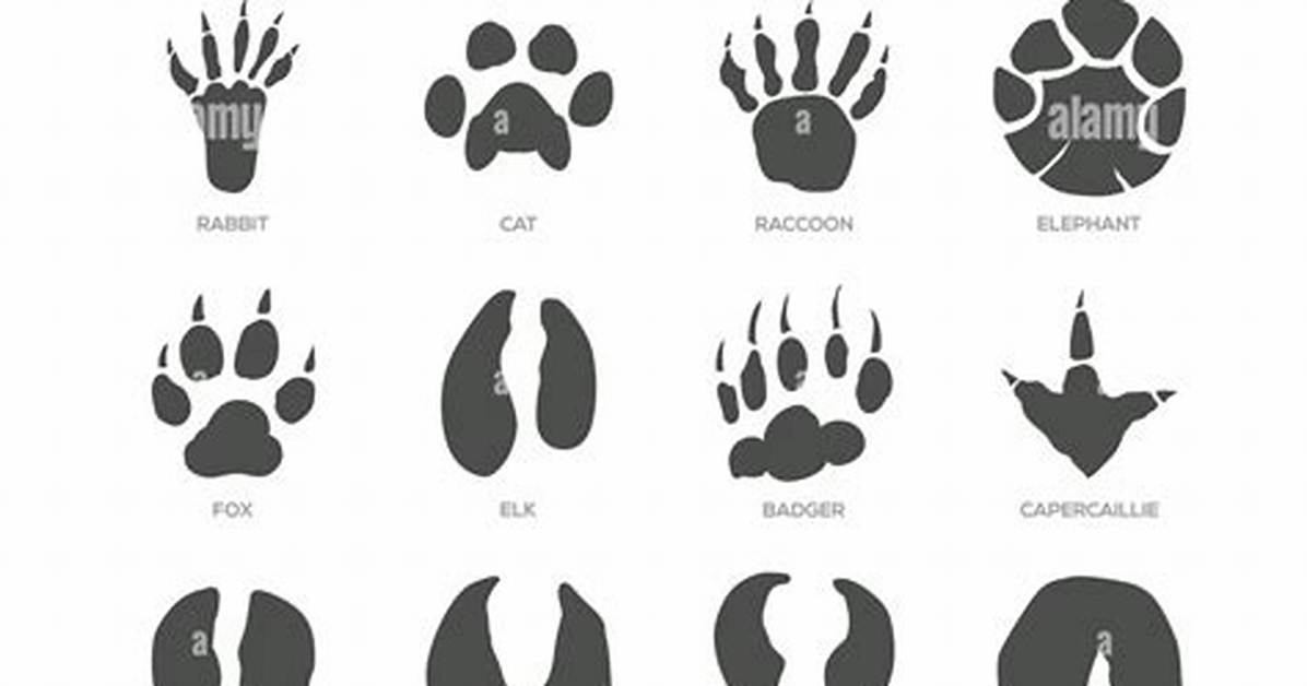 What Does a Rat Footprint Look Like?