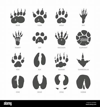 What Does a Rat Footprint Look Like?