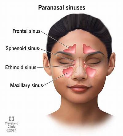What Does It Mean If Paranasal Sinuses Are Aerated?