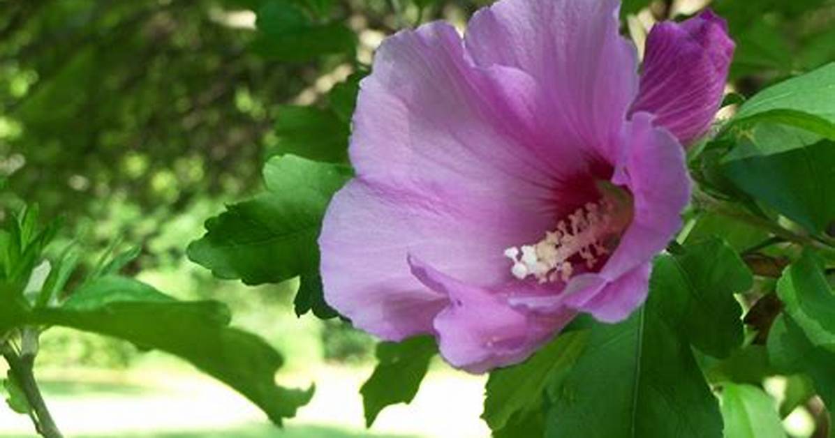 What Does Rose of Sharon in the Bible Mean?