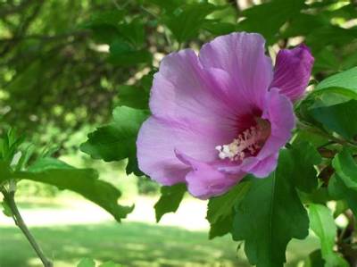 What Does Rose of Sharon in the Bible Mean?