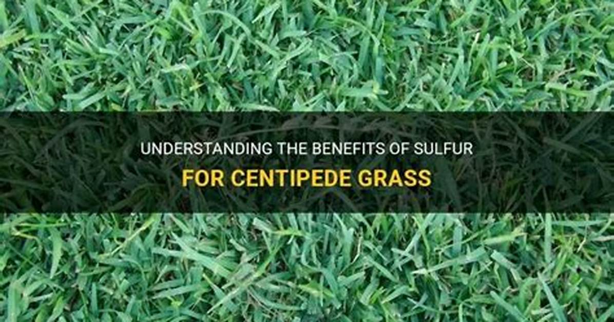 What Does Sulfur Do for Grass?