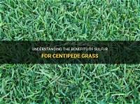 What Does Sulfur Do for Grass?