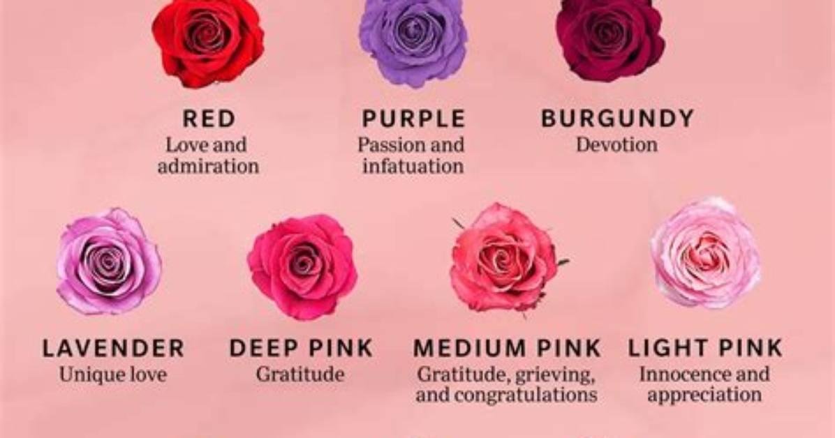 What Does the Brown Rose Mean?