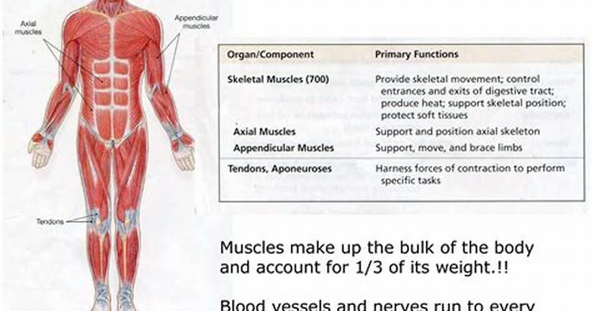 What Does the Muscular System Do for a Frog?