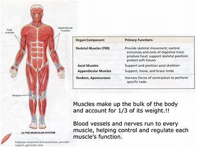 What Does the Muscular System Do for a Frog?