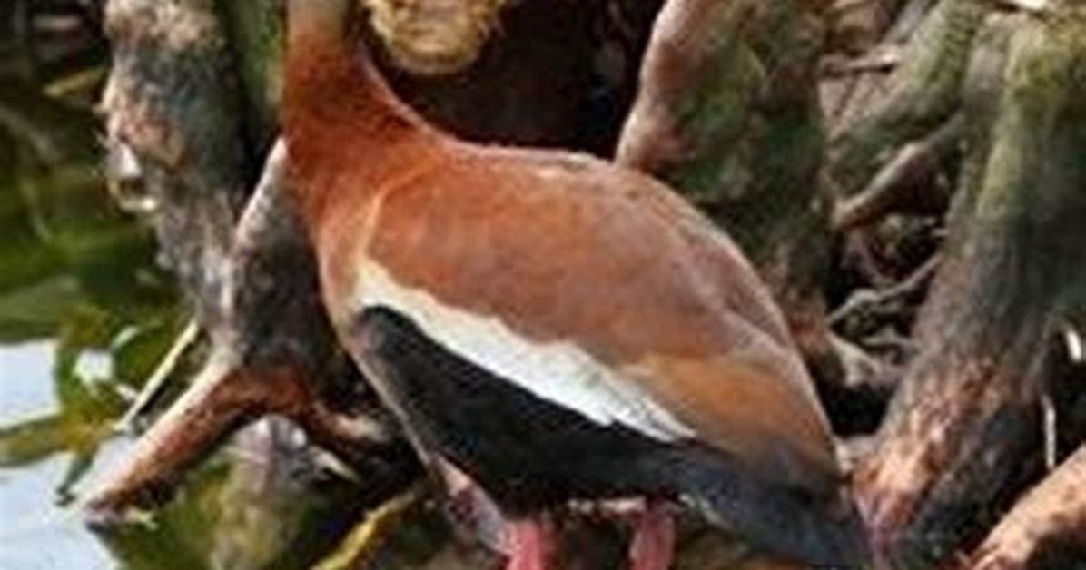What Does the Whistling Duck Eat?