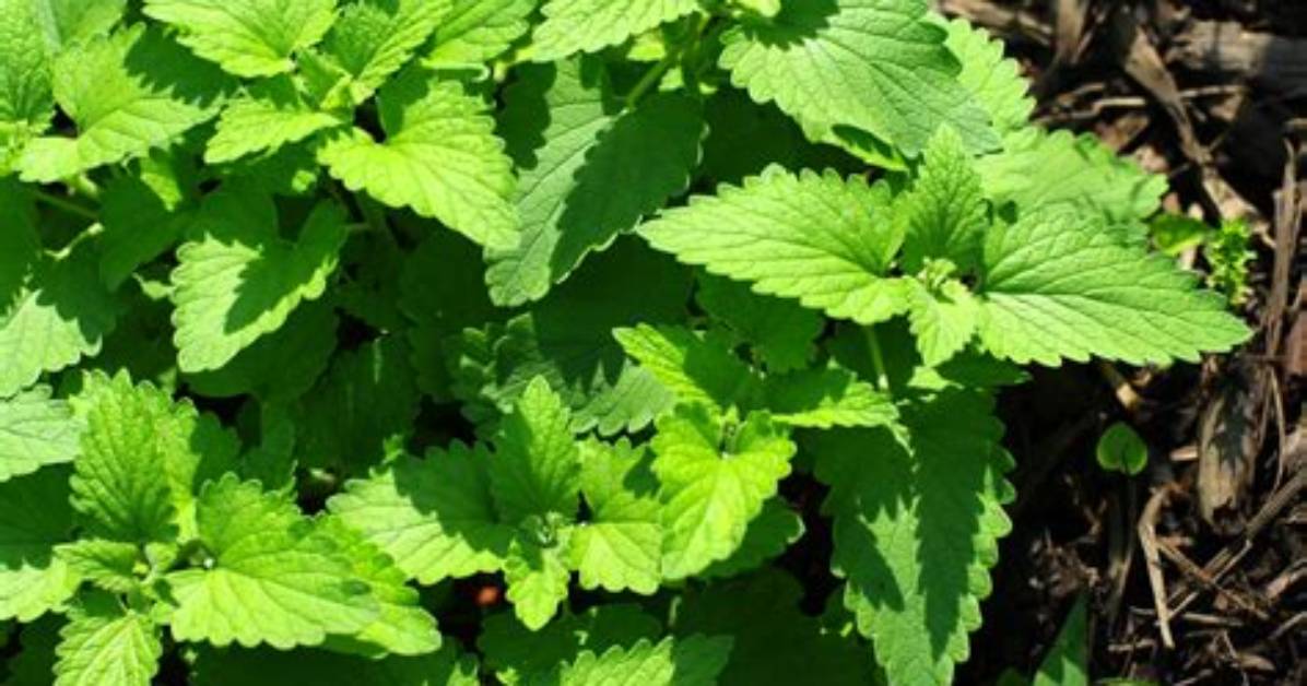What Does Wild Catnip Look Like?