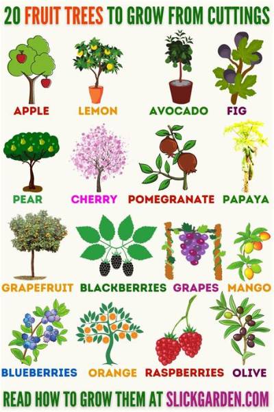 What Fruit Does Not Grow on Trees?