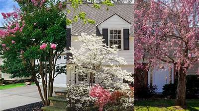 What Is a Good Tree to Plant in Memory of Someone?