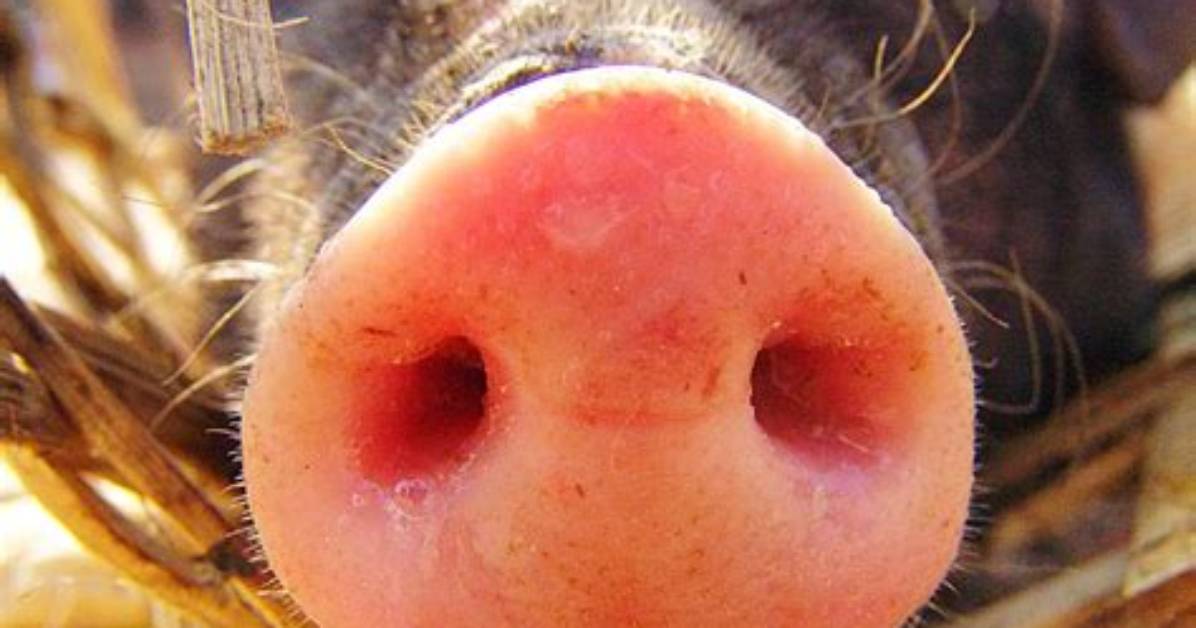 What Is a Pig’s Snout Called?
