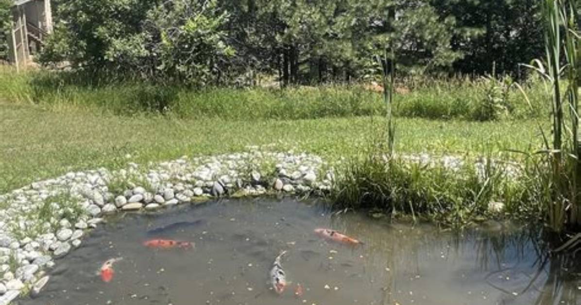 What Is a Spring Fed Pond?